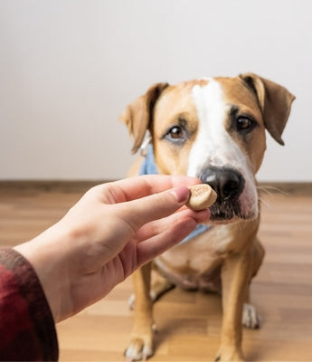 Dog Treats